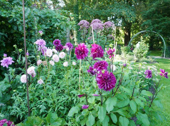 Blütenmeer im Garten