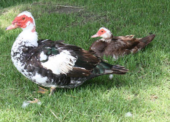 Gänse auf der Wiese