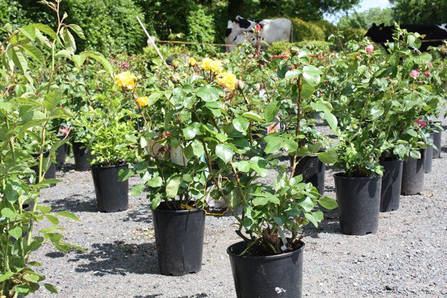 Rosentöpfe zum Verkauf