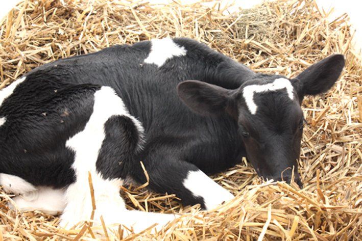 Kälbchen liegt im Stroh
