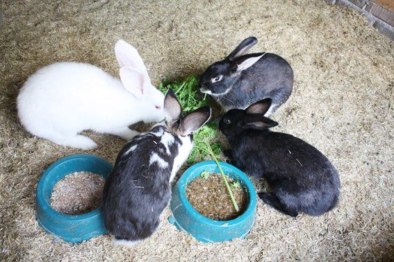 Vier Kaninchen fressen Gras