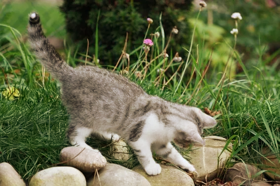 Kleines Kätzchen im Garten