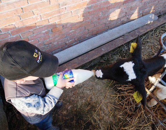 Junge füttert Kälbchen mit einer Flasche