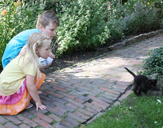 Mädchen und Junge beobachten eine kleine Katze