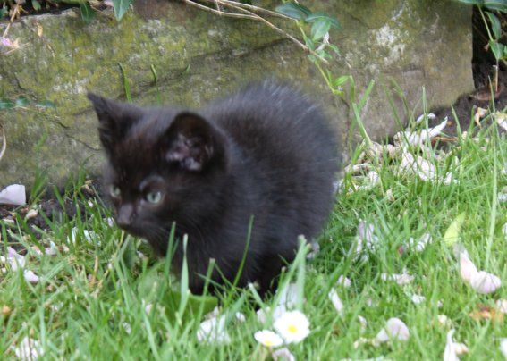 Kleines schwarzes Kätzchen auf der Wiese