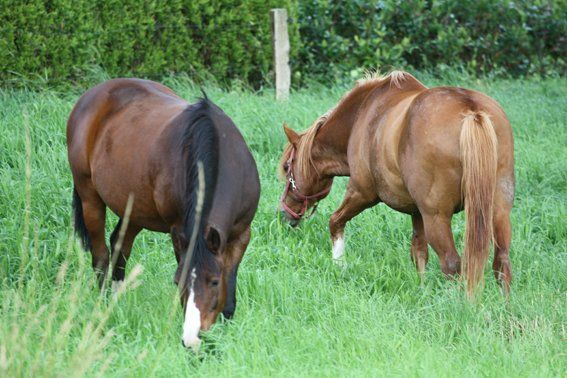 Zwei Ponys grasen auf der Wiese