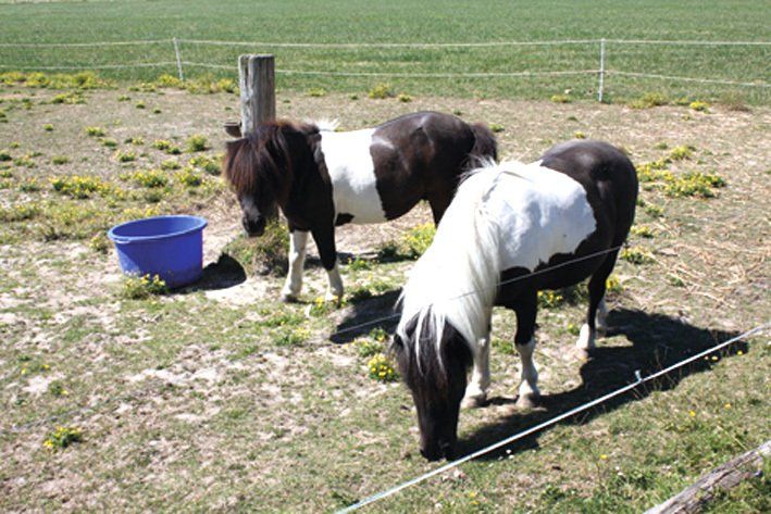 Zwei schwarz weiß gefleckte Ponys auf der Wiese