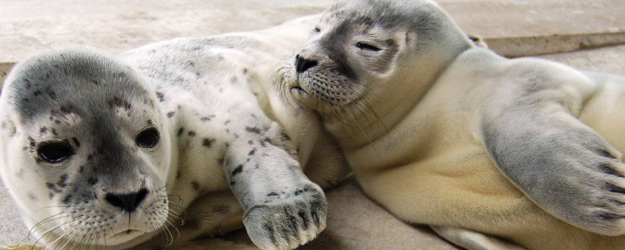 Zwei Seehunde liegen