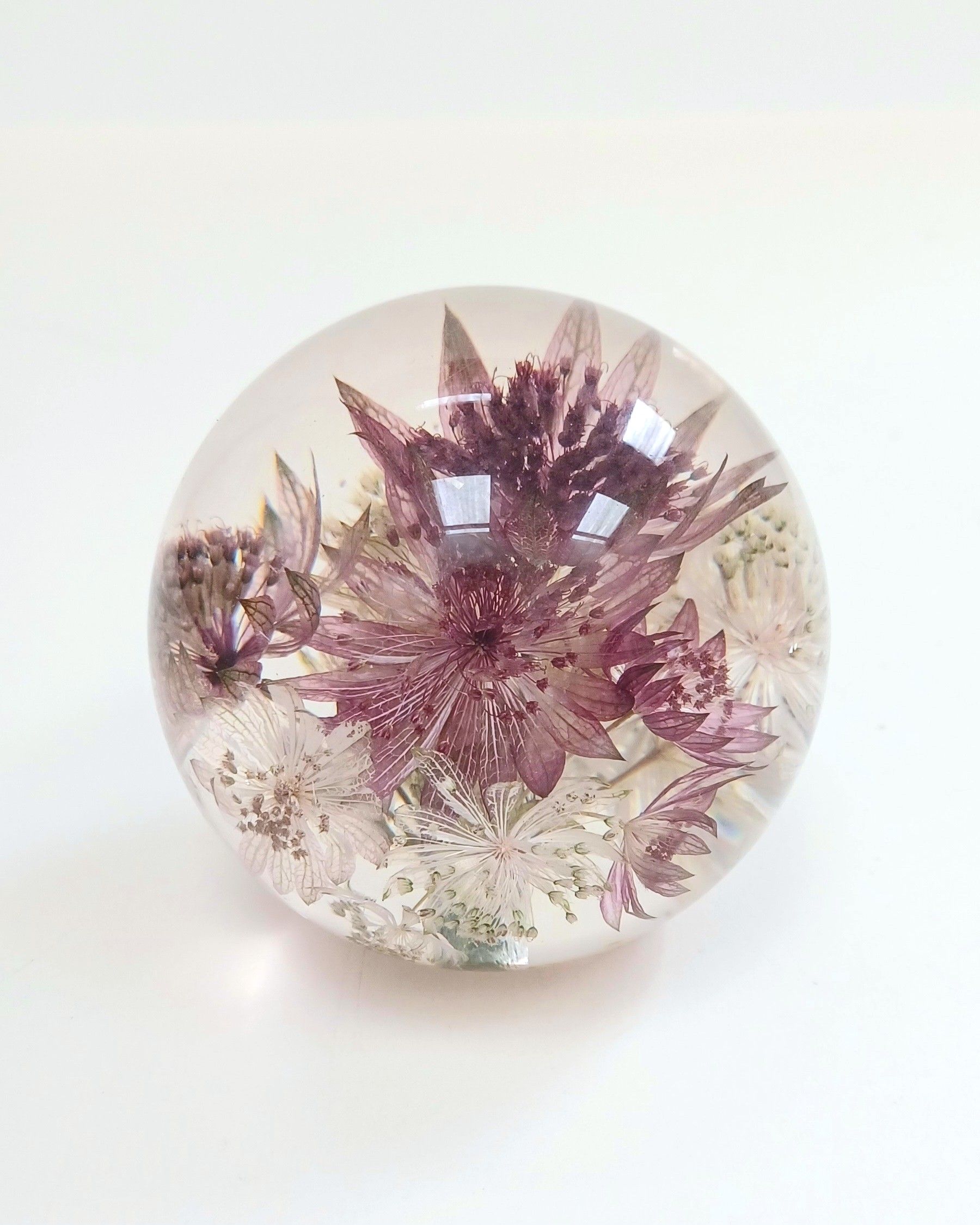 astrantia in a paperweight