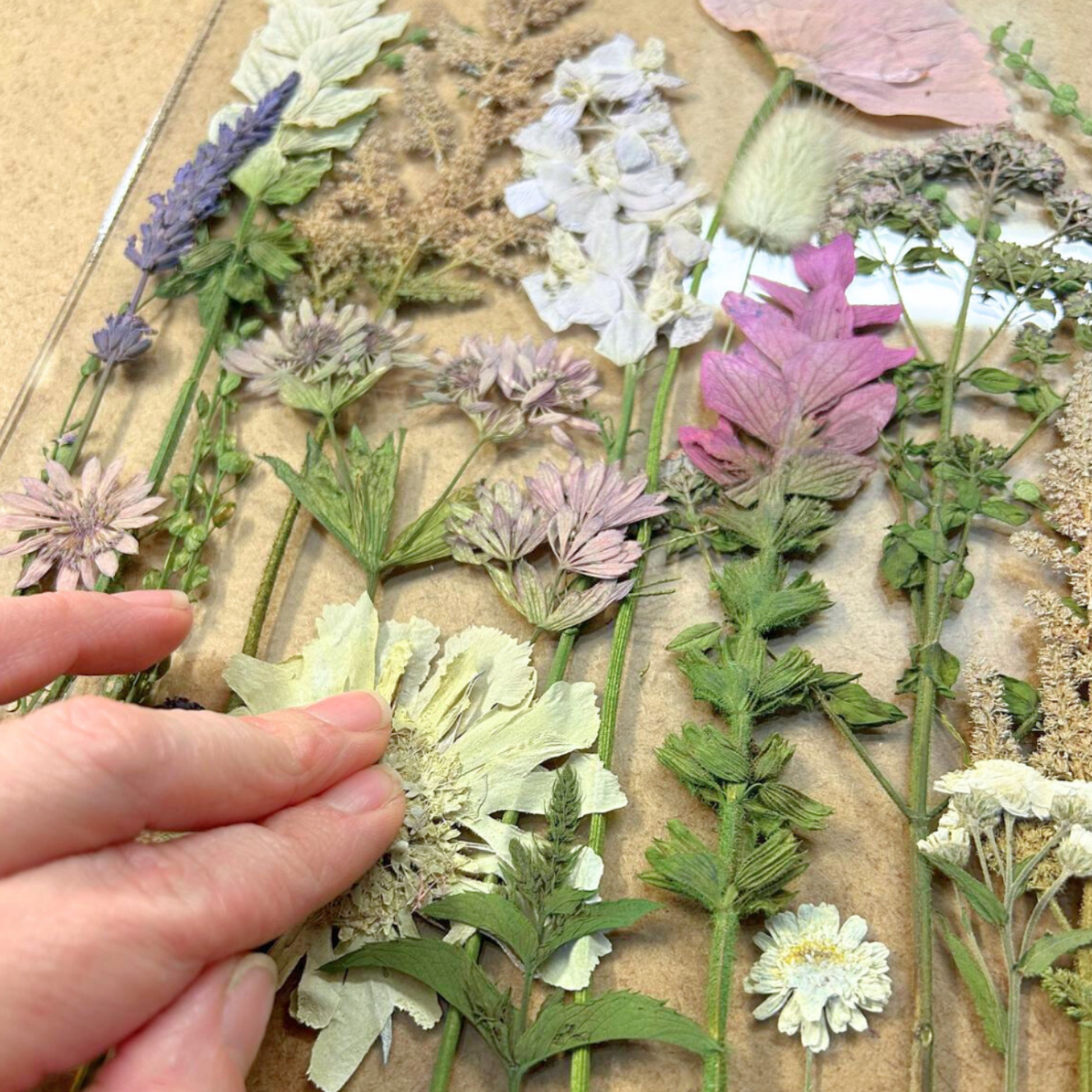 arranging pressed flowers