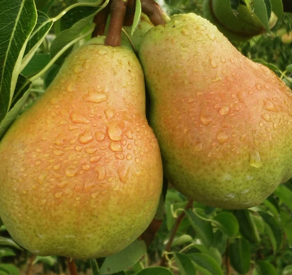 POIRES , CONFERENCE, LOUISE-BONNE,PROFITEZ-EN le choix ne durera pas longtemps.