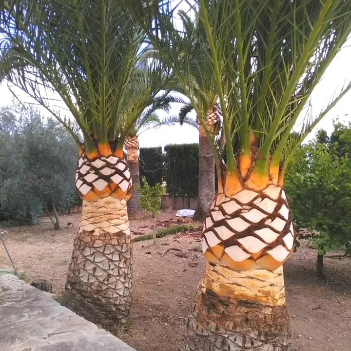 podas y saneamiento a palmeras