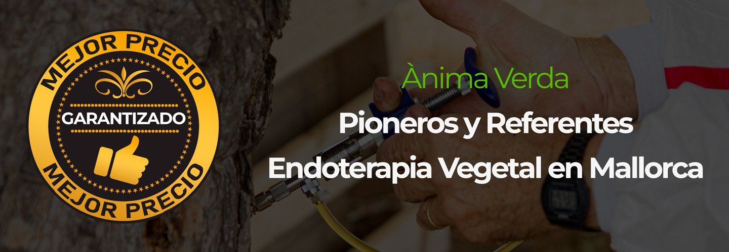 Ànima Verda Endoterapia Vegetal en Mallorca Ànima Verda Endoterapia Vegetal en Mallorca