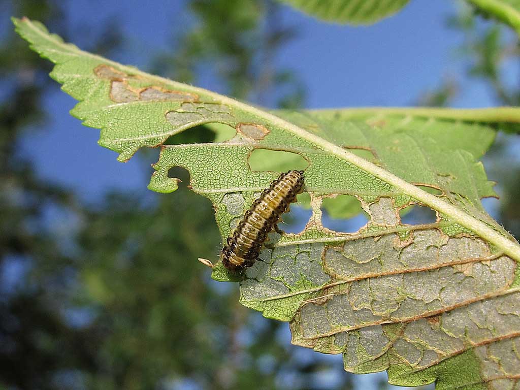 fumigación oruga del olmo en arbolado