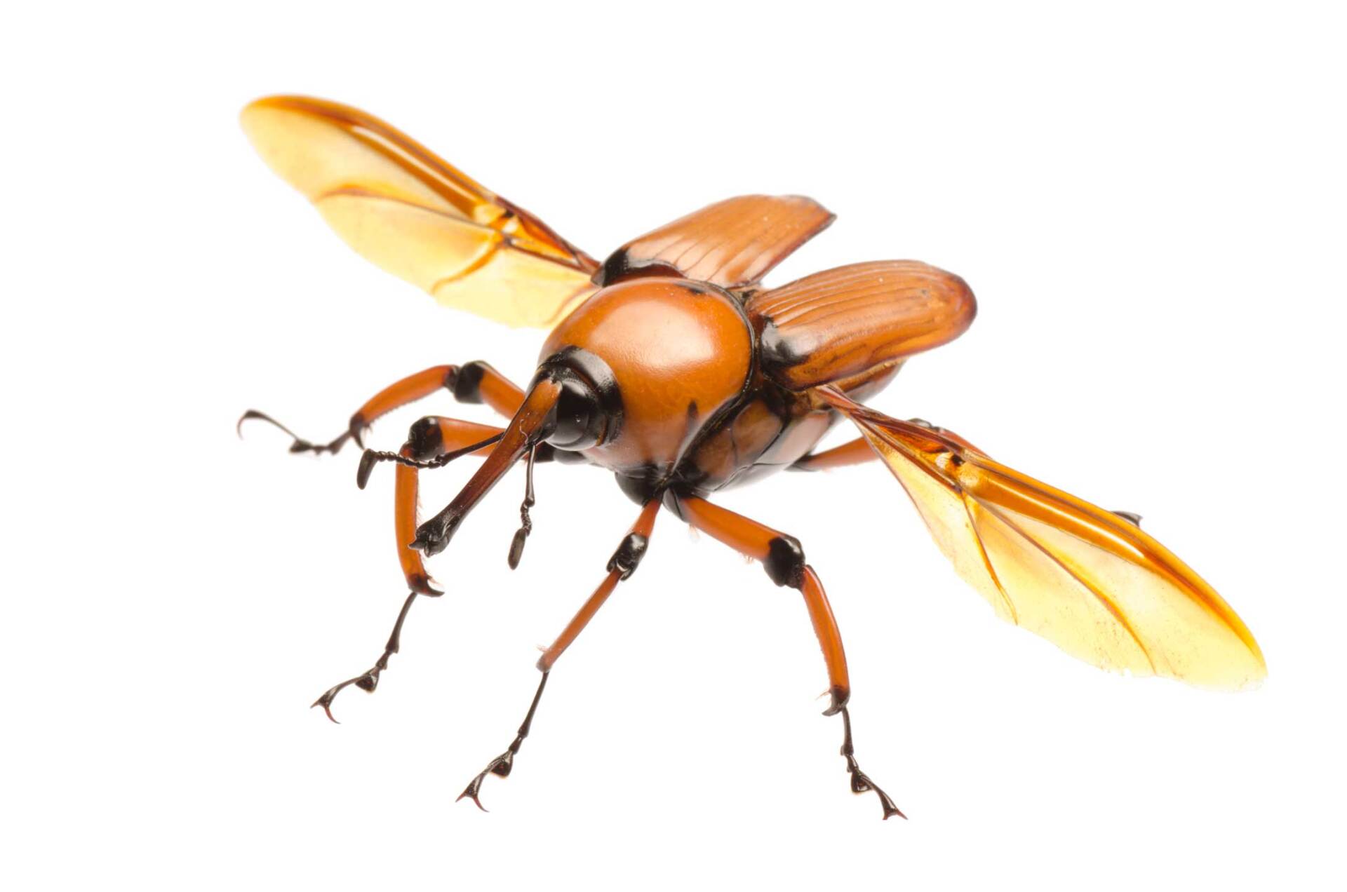 fumigación picudo rojo en palmeras