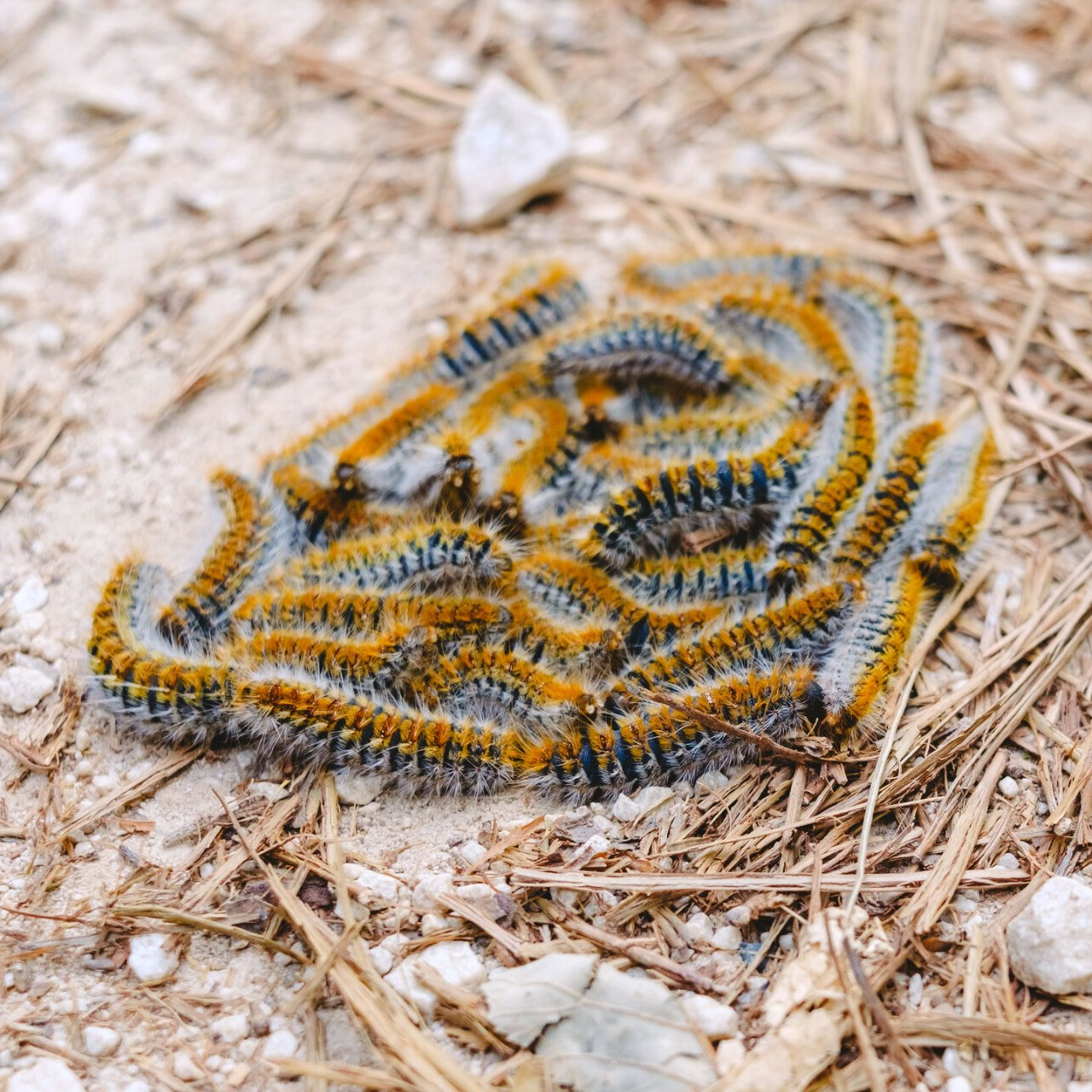 endoterapia procesionaria en pinos