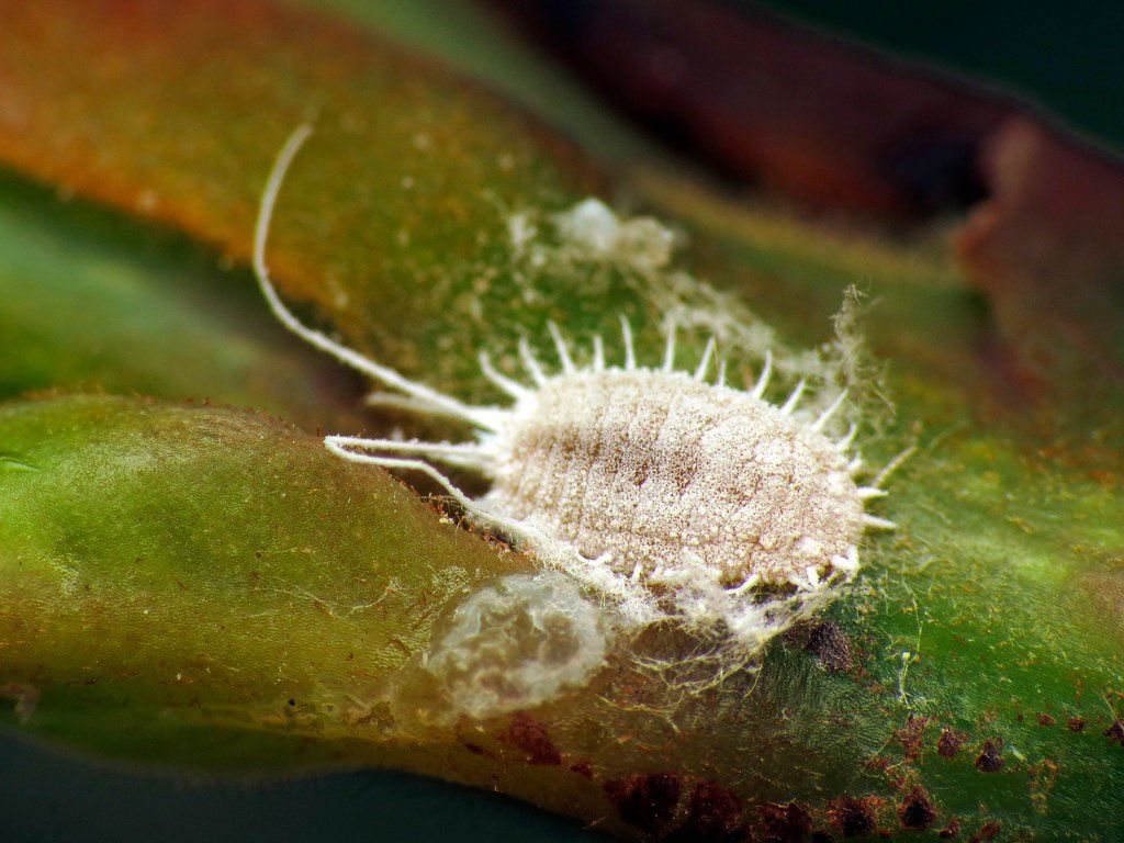 fumigación psila o cochinilla en ficus