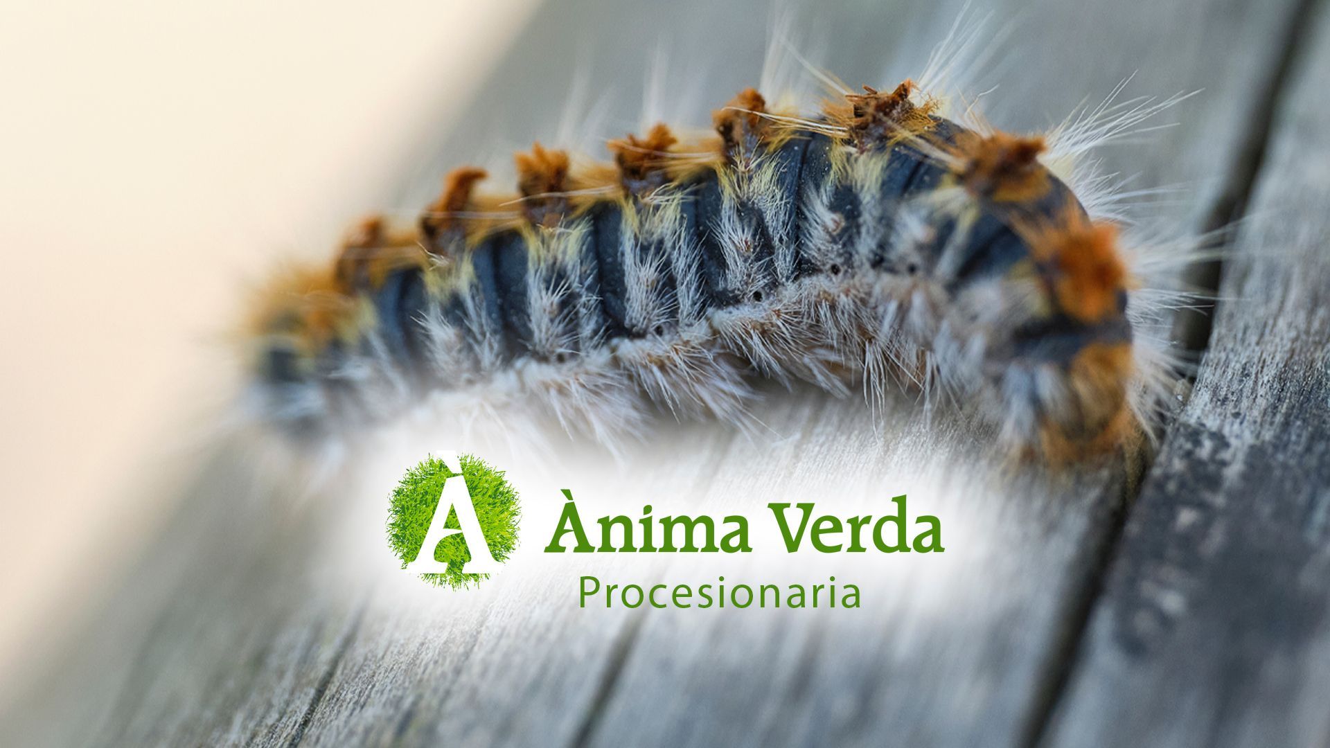 Cómo eliminar la oruga procesionaria del pino y nidos de oruga en Mallorca