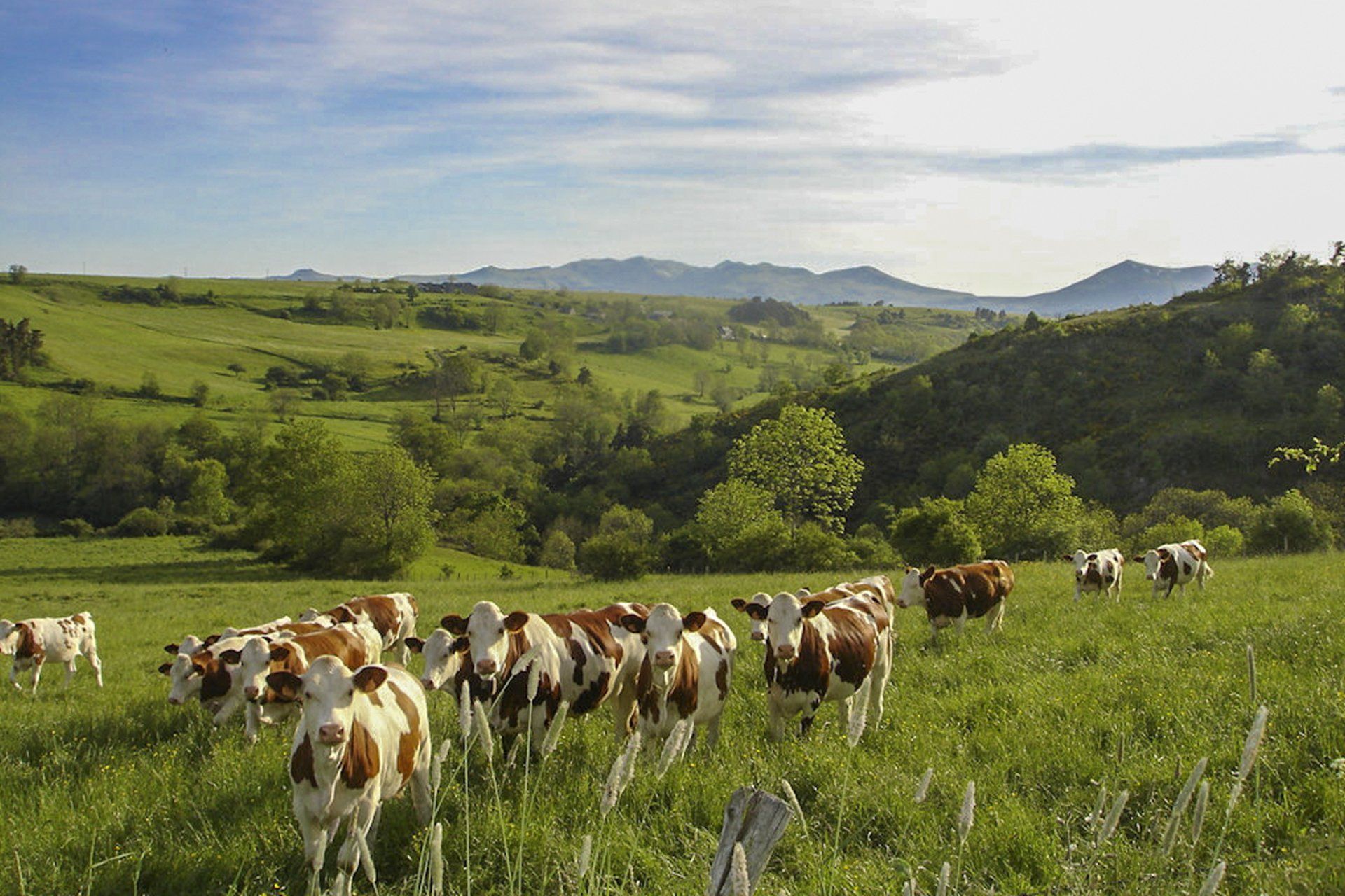 La situation géographique de la maison l'Oustalou Vaches dans un pré d'Auvergne