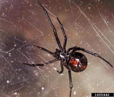 Black Widow Spider