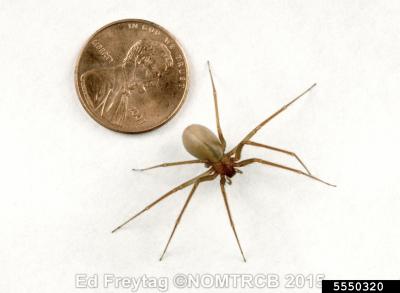 Brown Recluse Spider