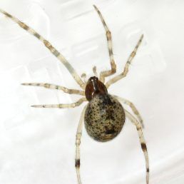 Common House Spider