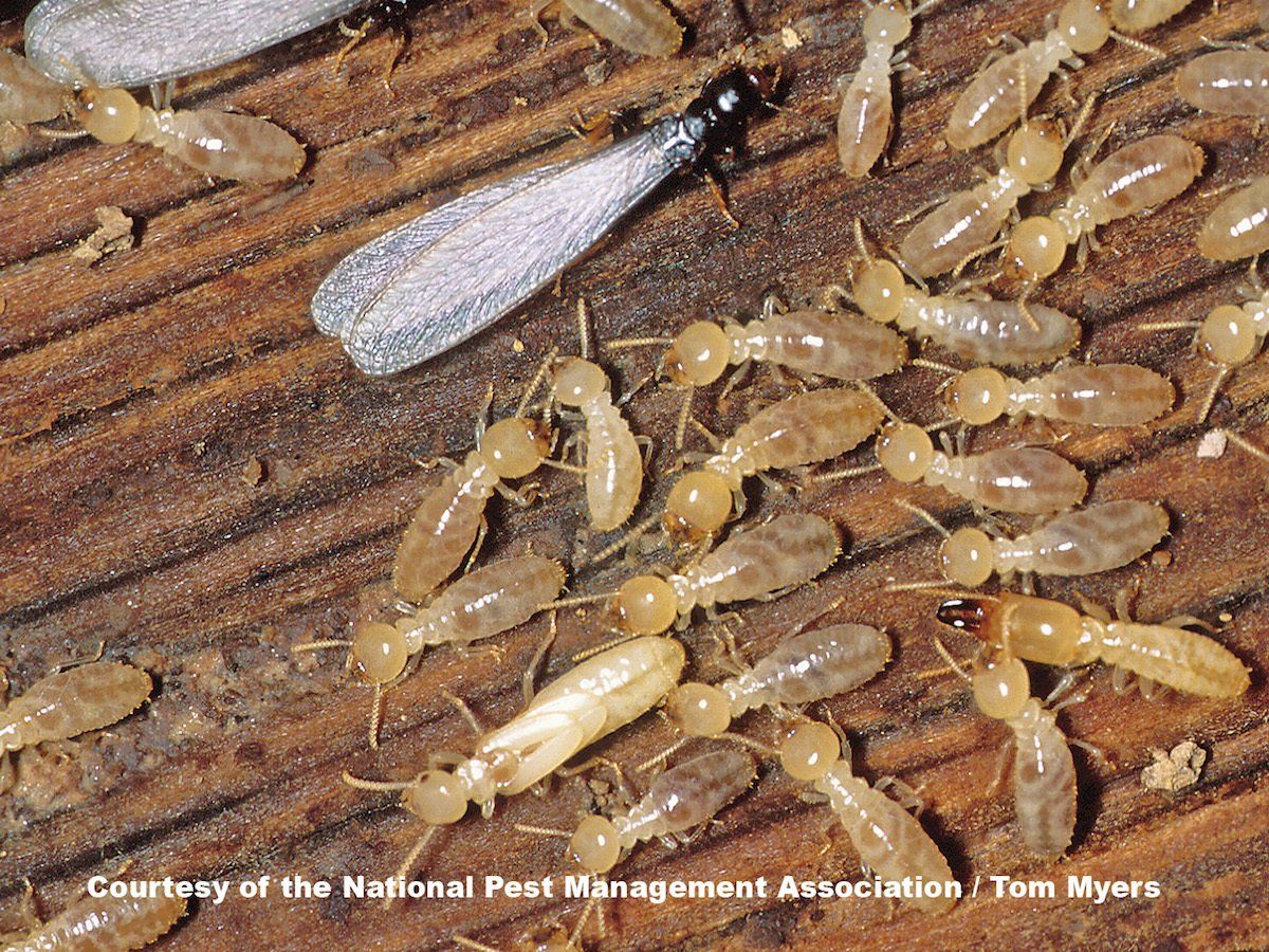 Eastern Subterranean Termites