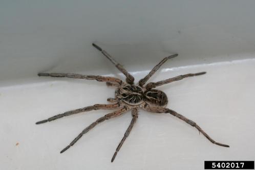 Wolf spider