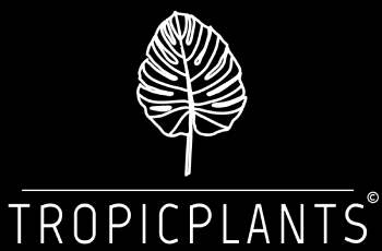 Tropic-Plants-Logo