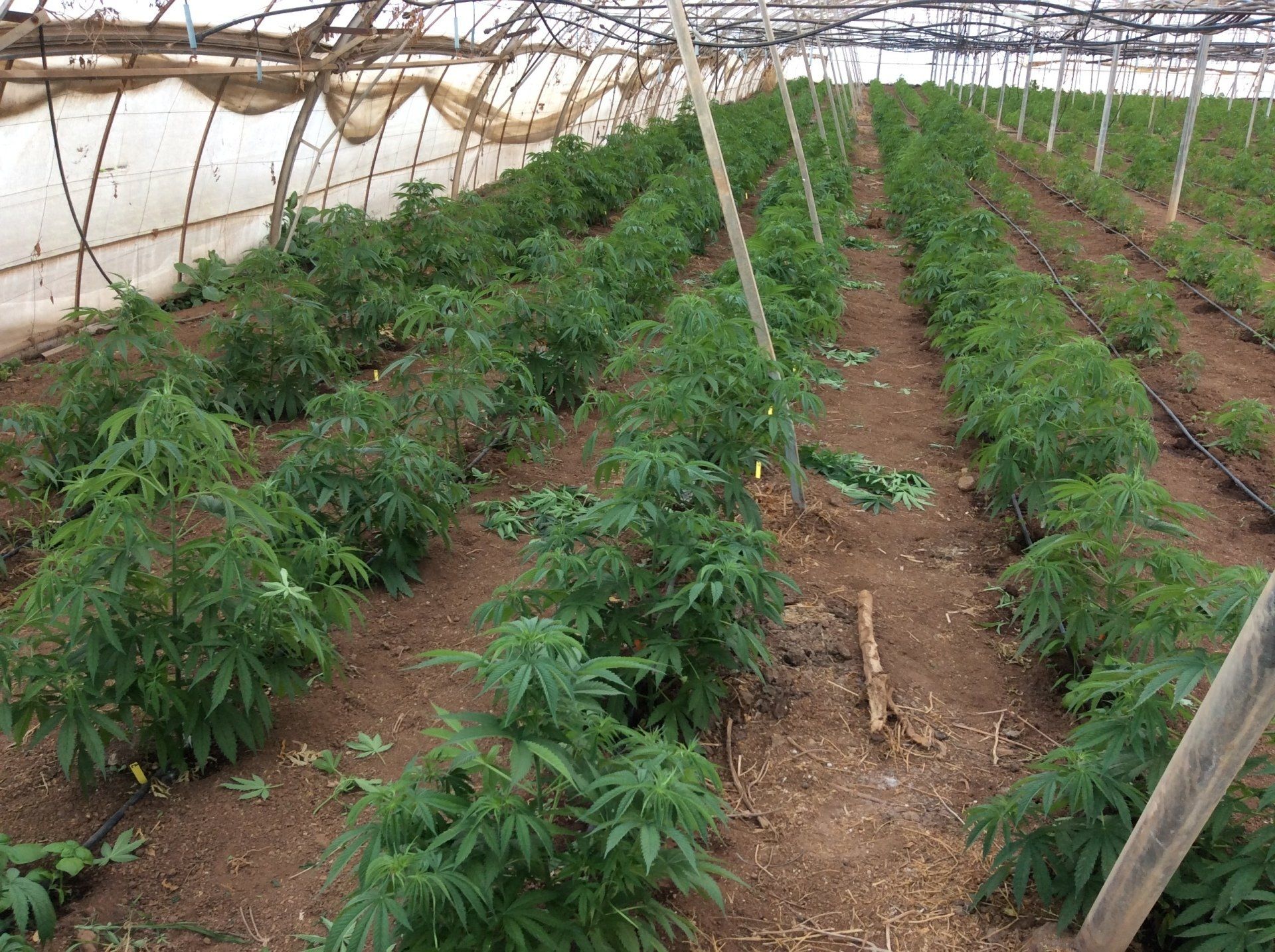 Cannabis sativa L marihuana y cáñamo industrial