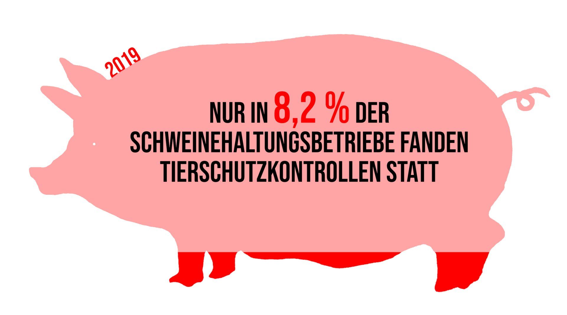 Nur in 8,2% der Schweinehaltungsbetriebe fanden 2019 Tierschutzkontrollen statt