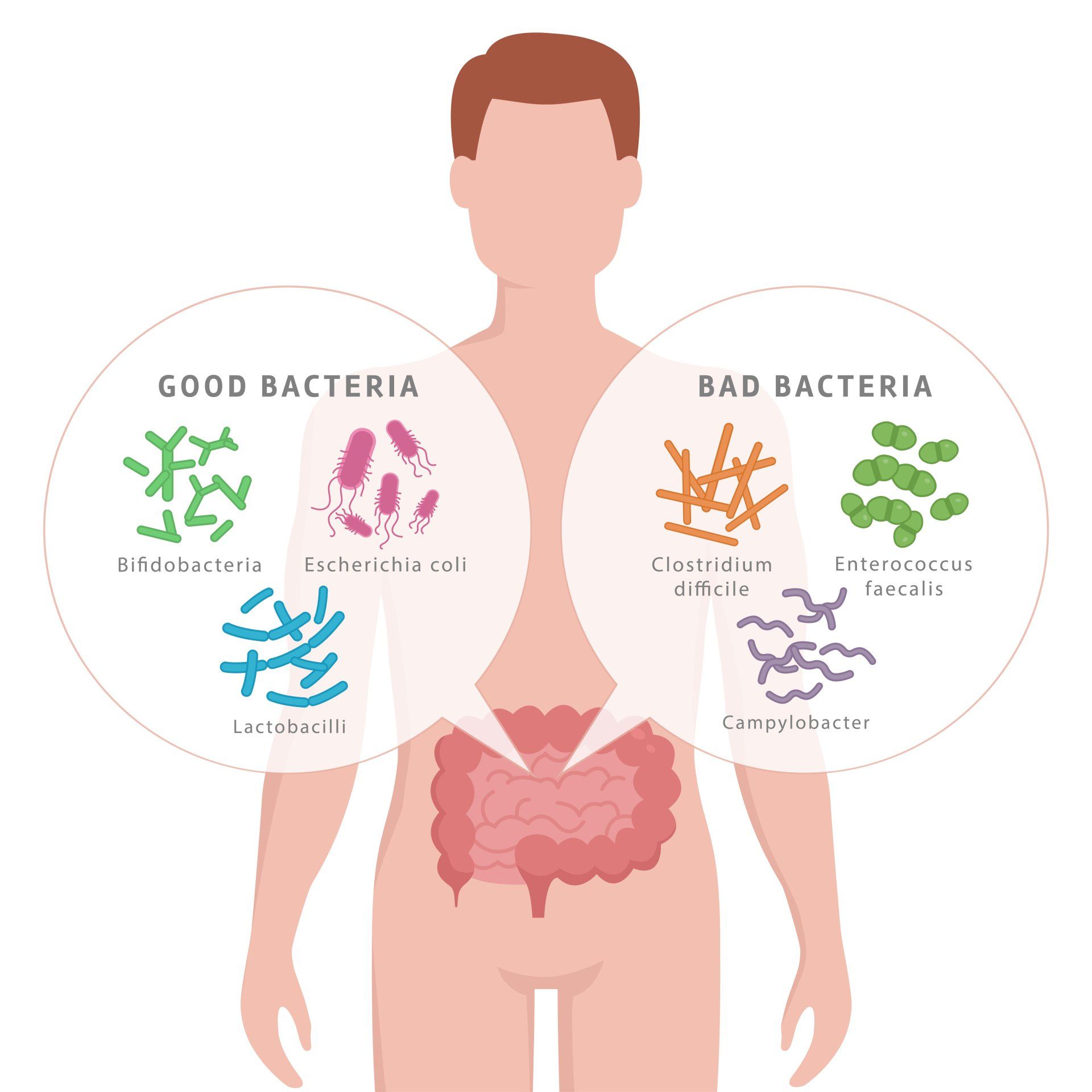 The world of the human Microbiota/microbes