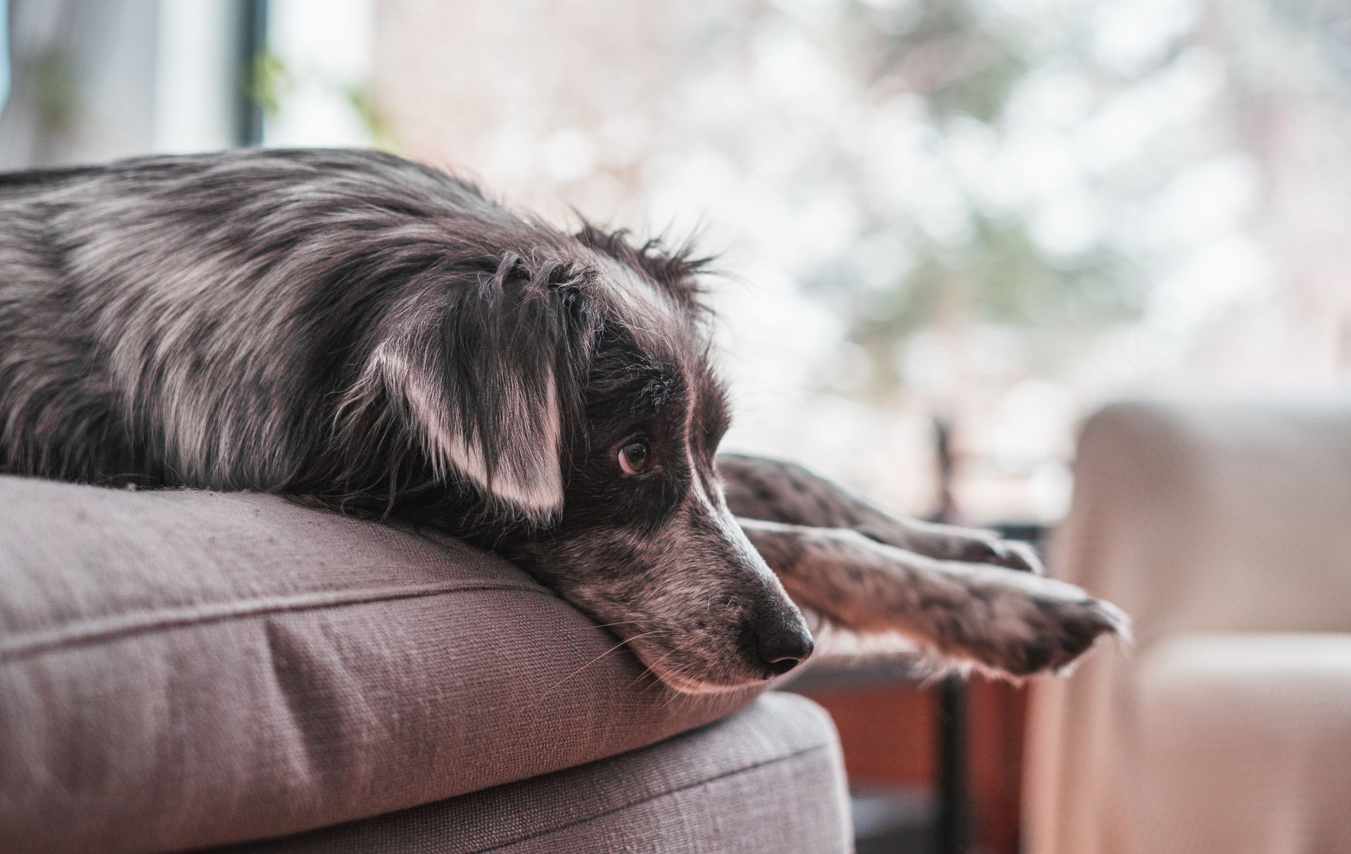Hund auf der Couch mit schwarz weißen Fell schaut zur Seite, Bild von Fotograf Hannes Schmidt