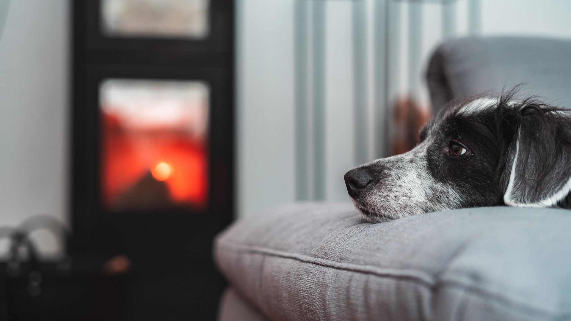 Hund mit Kopf auf einer Couch mit Ofen in Hintergrund, Bild von Fotograf Hannes Schmidt