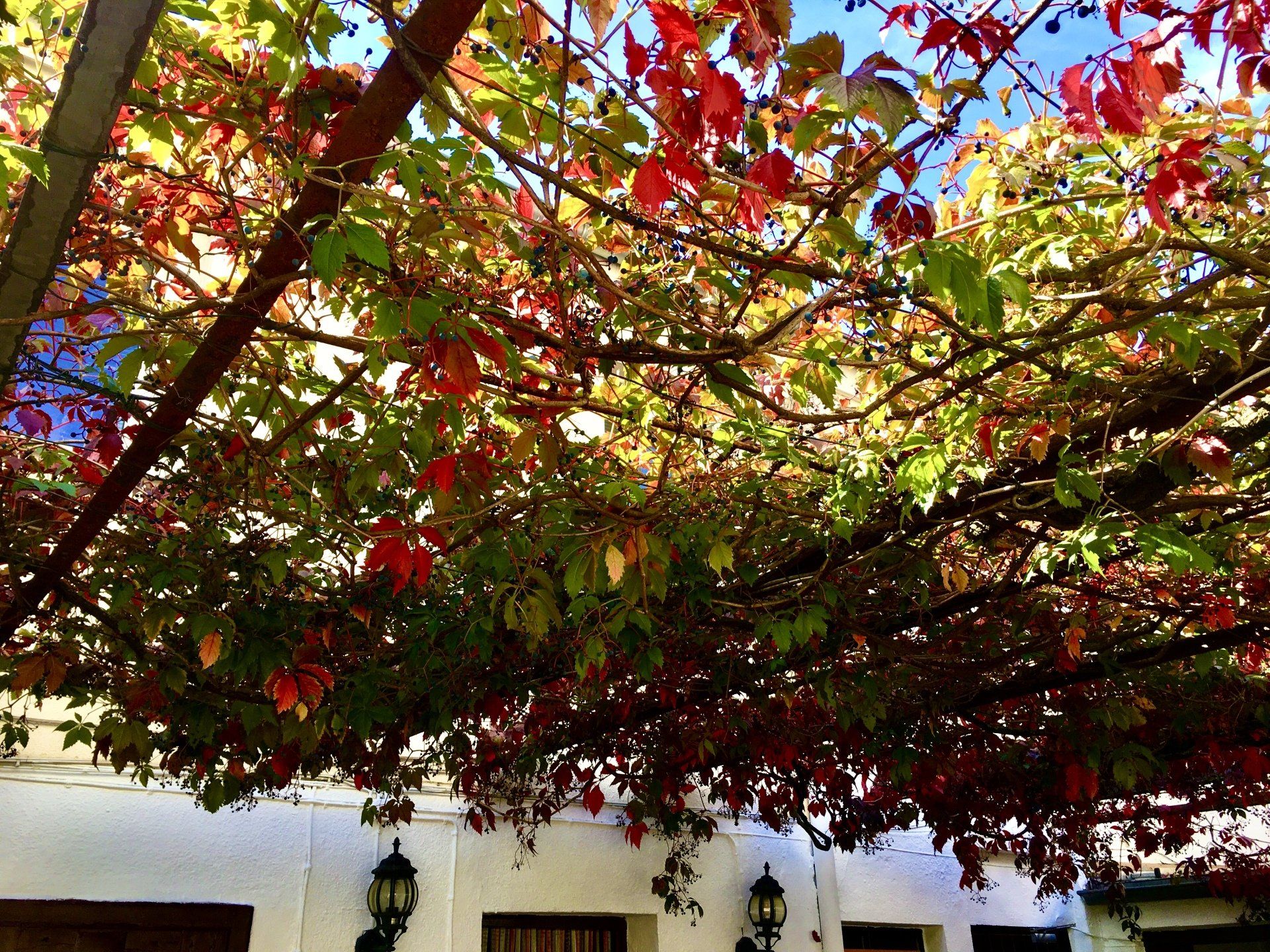 Sitzen Sie im Biergarten unter Schatten spendendem Weinlaub und Sonnensegeln - Ristorante Carpaccio Erlangen