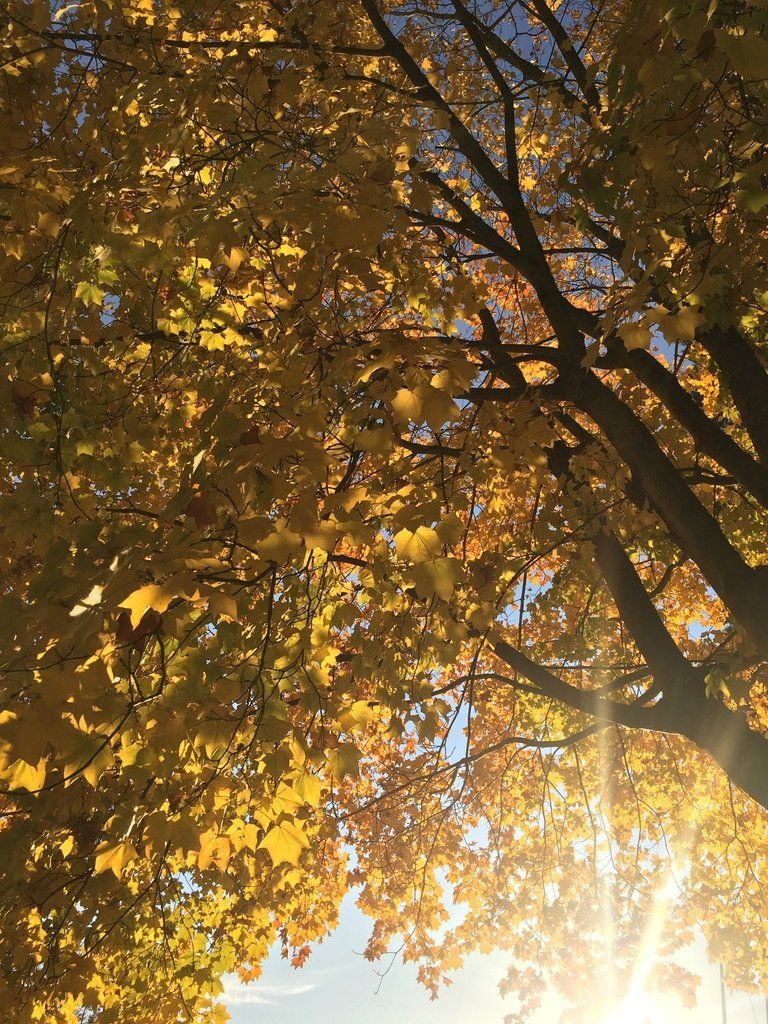 Immunité & Naturopathie