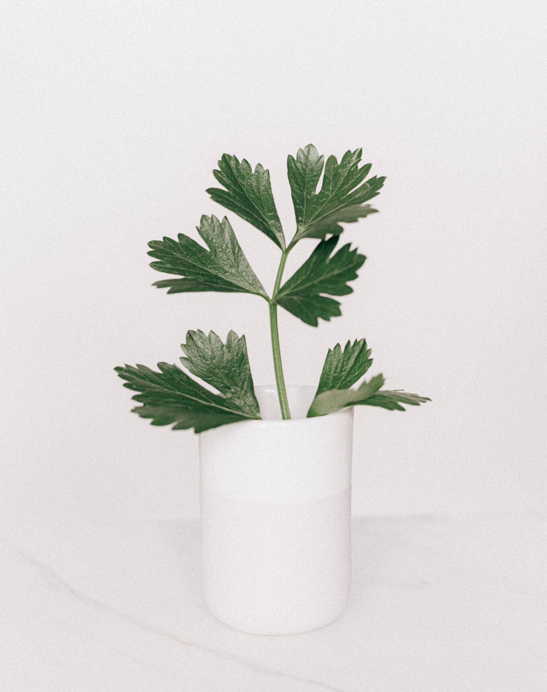 Pexels_karolina_grabowska Approche en naturopathie