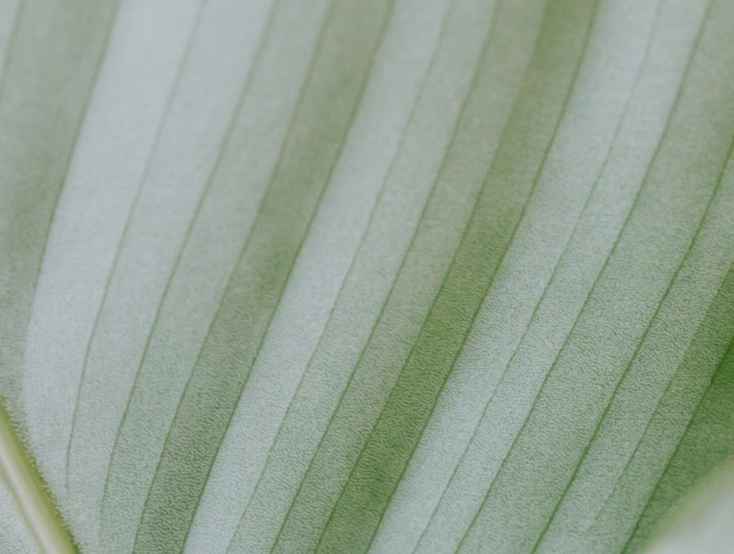 La naturopathie pour tous le maux