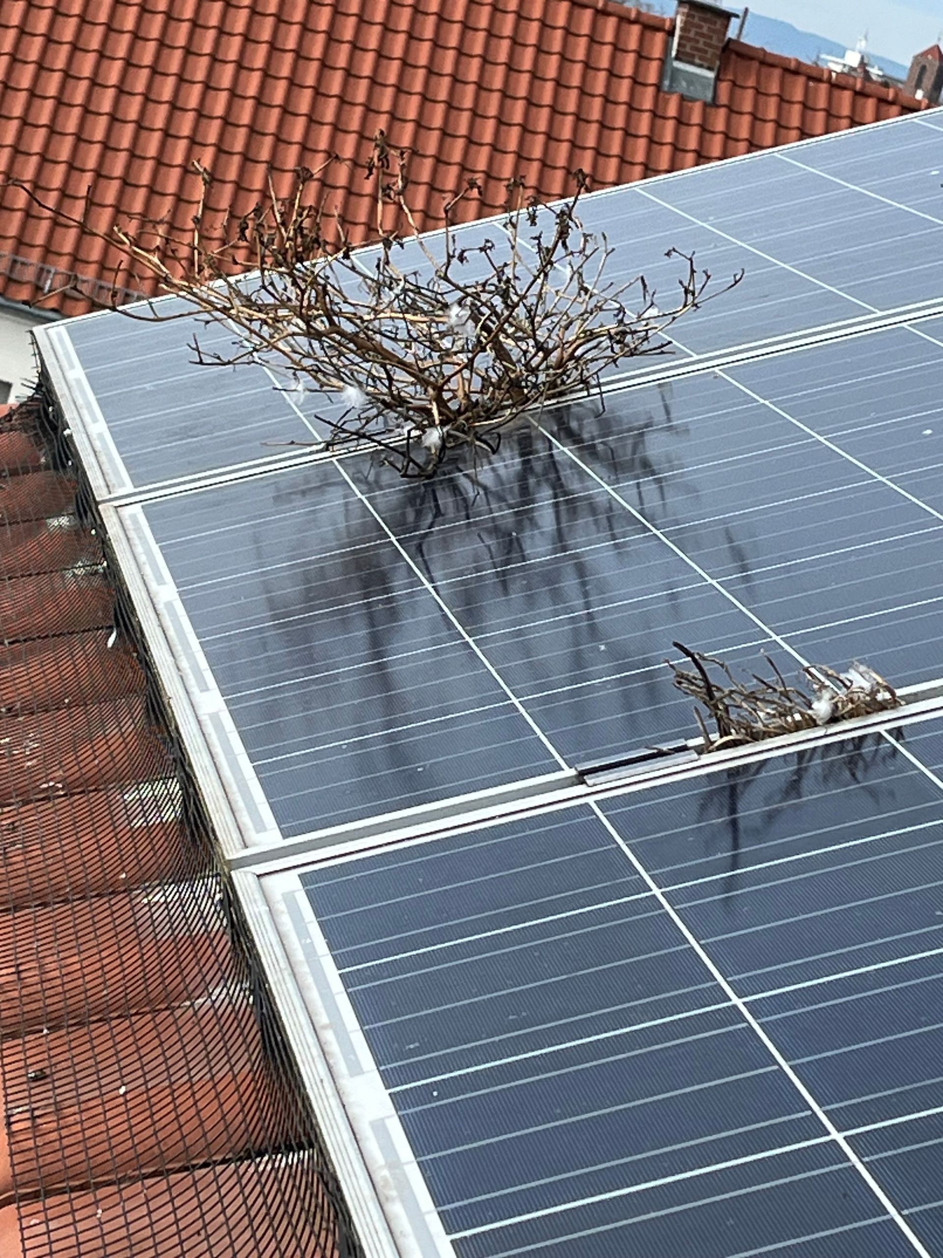 Gewächs aus den Spalten der Photovoltaikanlage durch Taubenkot