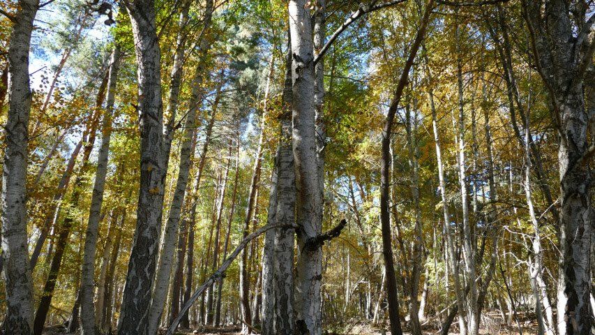 Bosque de abedules con troncos blancos en Muriel Viejo, una joya botánica en Soria.