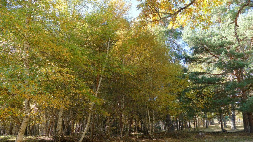 Bosque de abedules con troncos blancos en Muriel Viejo, una joya botánica en Soria.