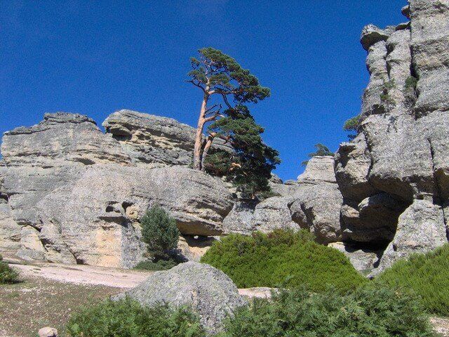Pino luchando contra la naturaleza creciendo directamente sobre la roca desnuda en el paraje de Castroviejo, Soria.