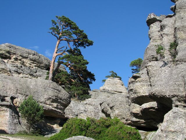 Detalle de Pino luchando contra la naturaleza creciendo directamente sobre la roca desnuda en el paraje de Castroviejo, Soria.
