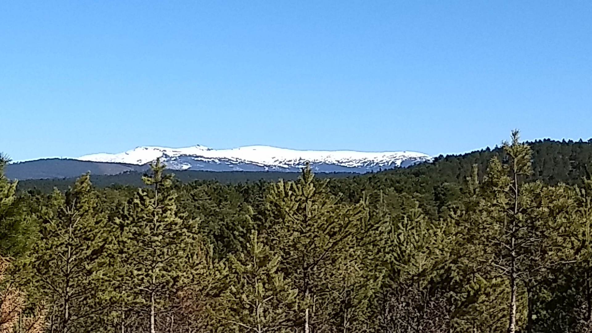 Panorámica del bosque de pinos de Soria desde el cortado natural de la Piedra Andadera.