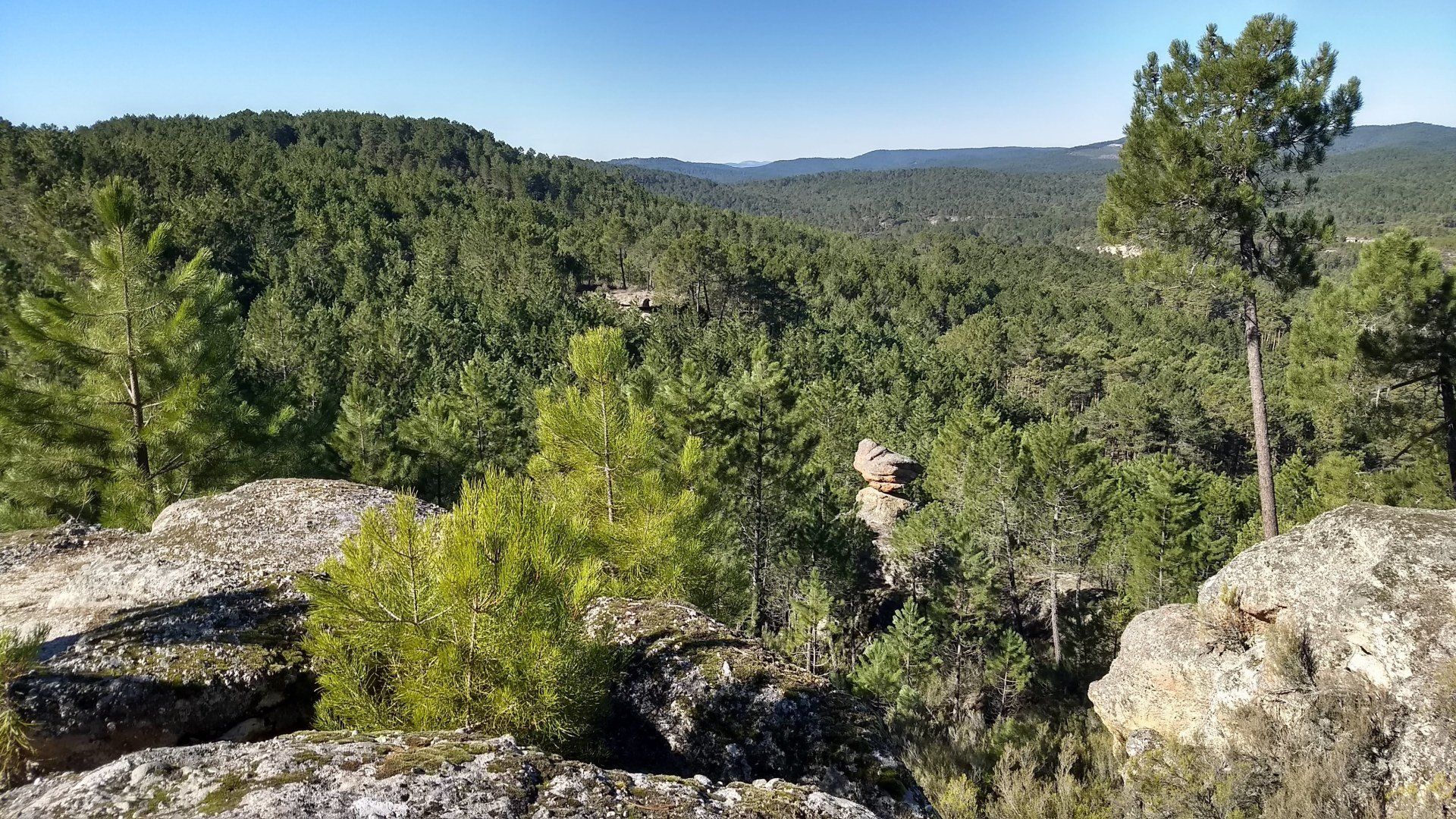 Panorámica del bosque de pinos de Soria desde el cortado natural de la Piedra Andadera.