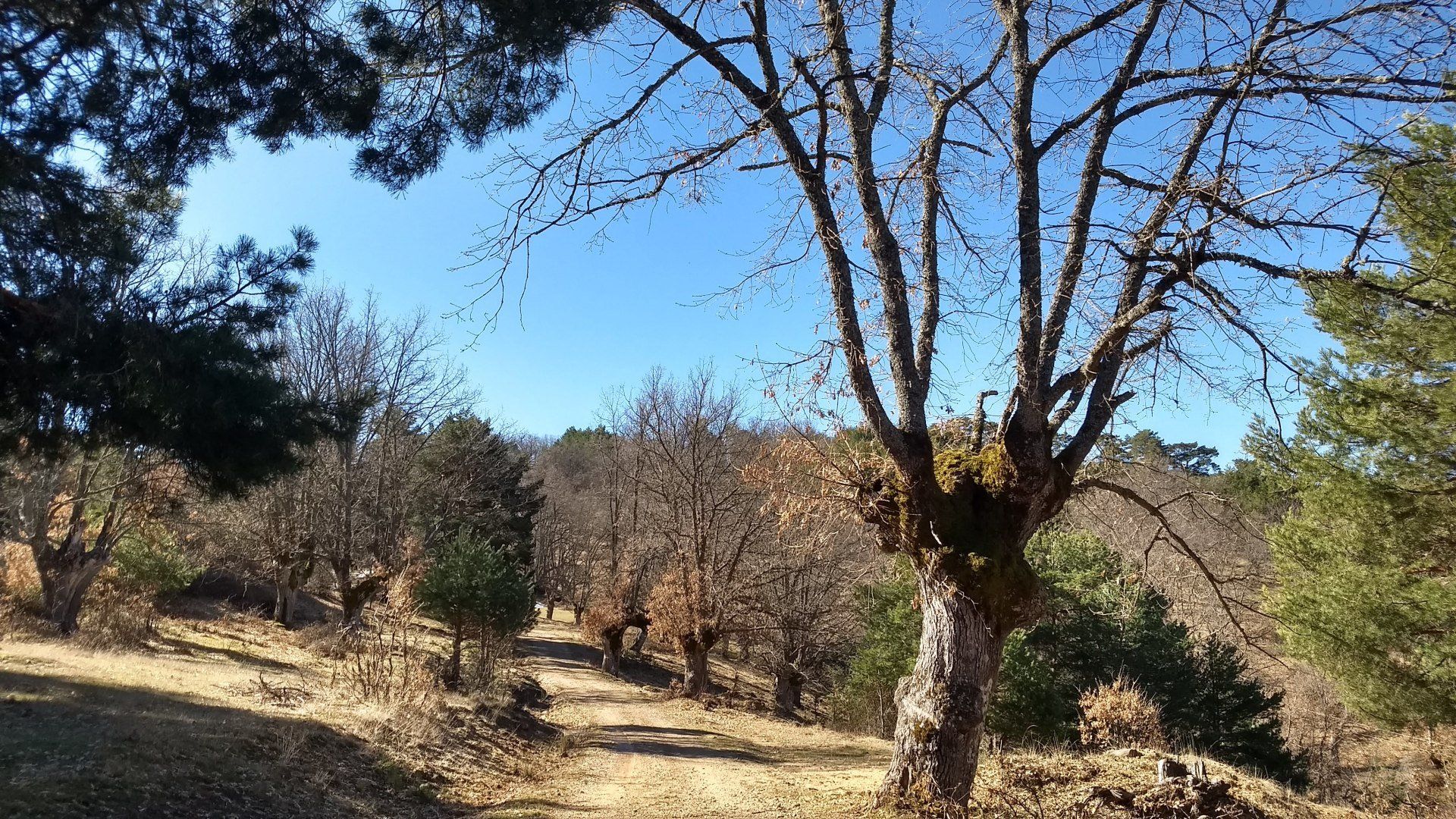 Pino Roble de Canicosa