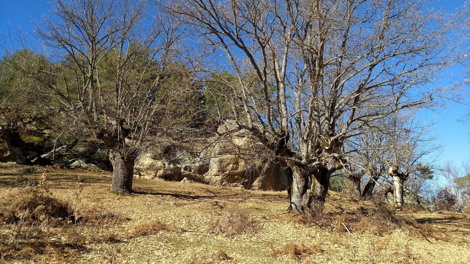Pino Roble de Canicosa