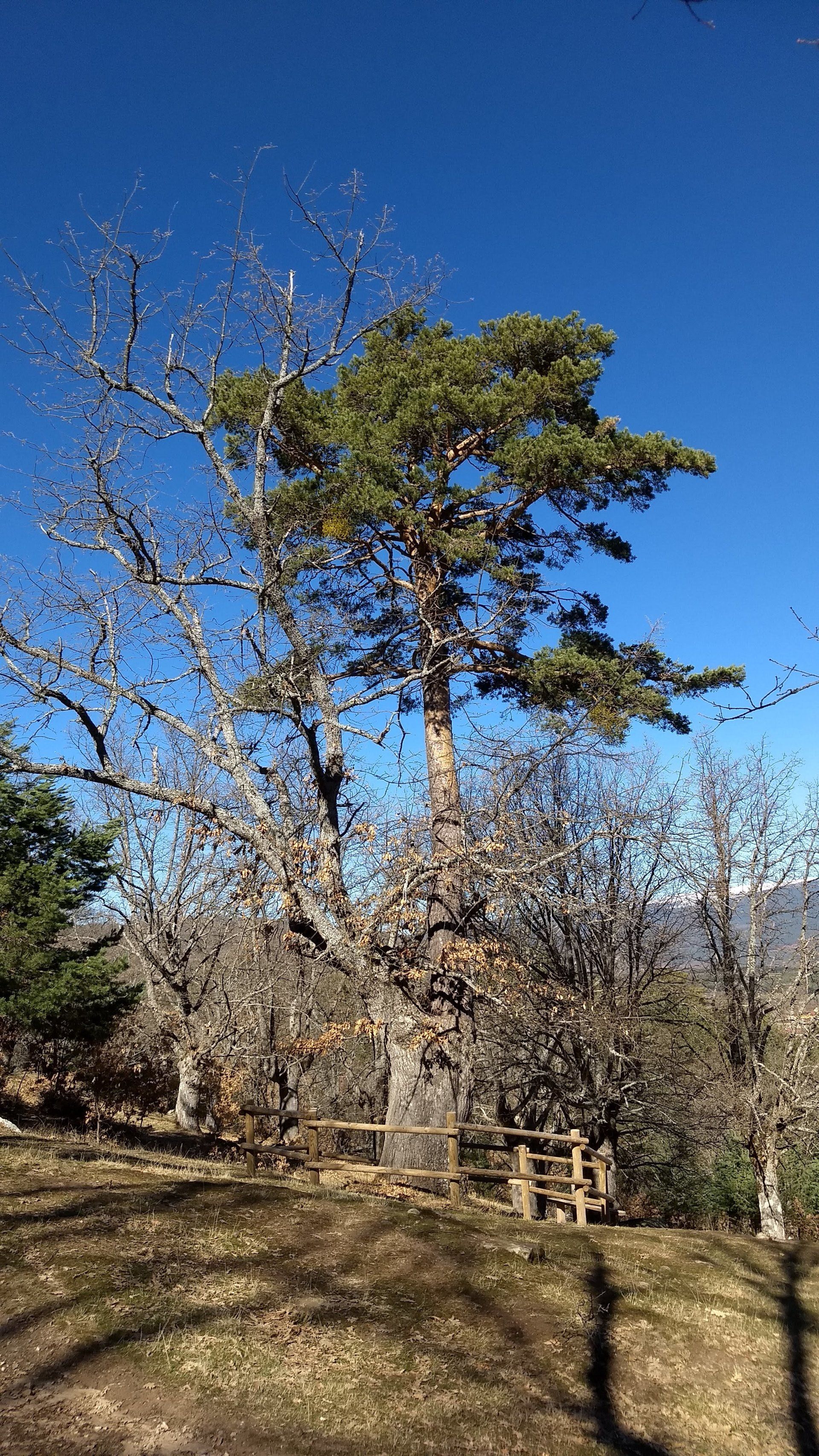 Curiosidad botánica del Pino-Roble en Cabrejas del Pinar, un pino creciendo dentro de un roble.