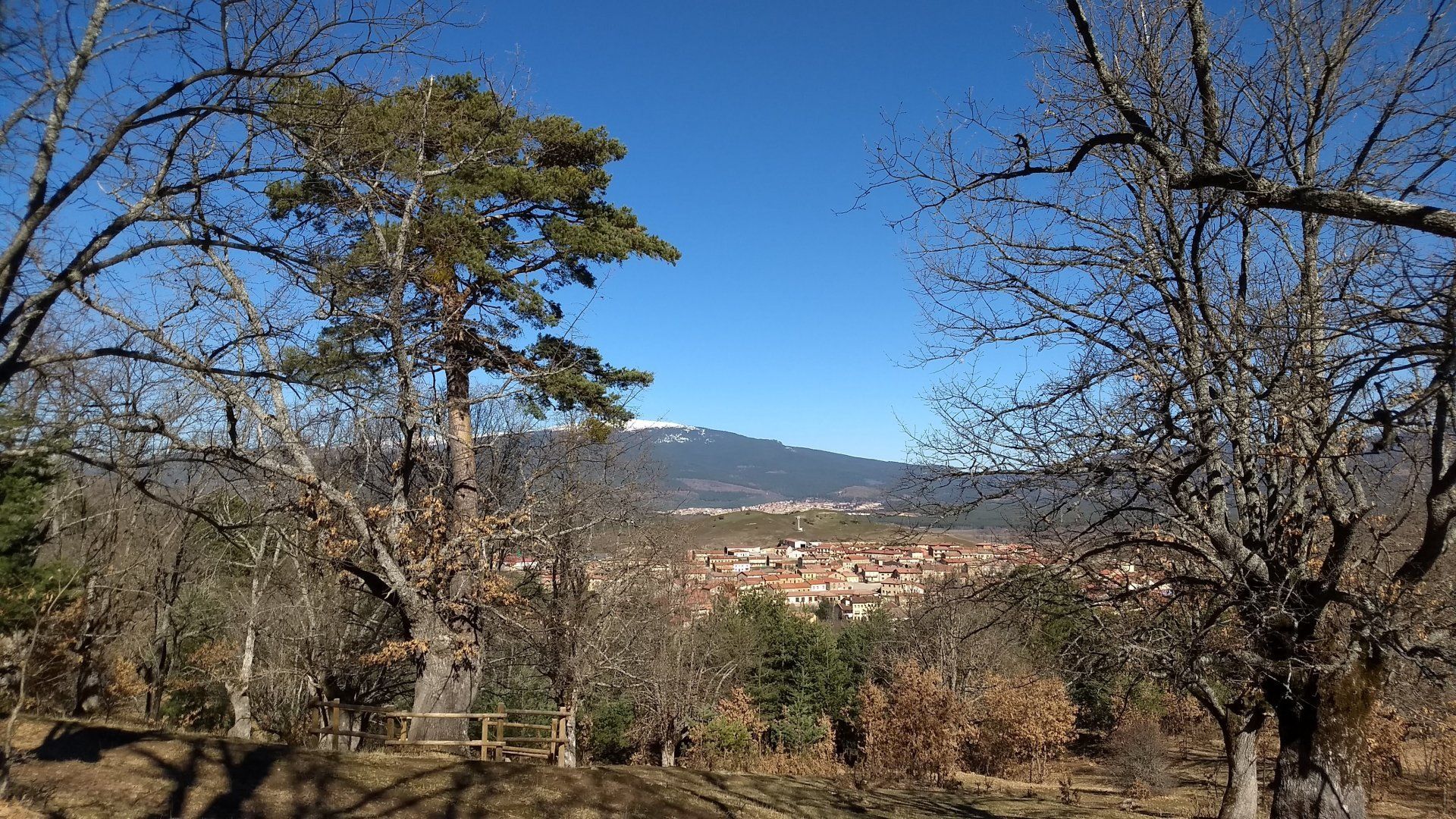 Pino Roble de Canicosa