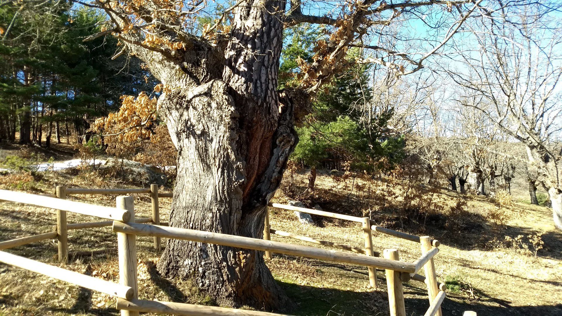 Curiosidad botánica del Pino-Roble en Cabrejas del Pinar, un pino creciendo dentro de un roble.